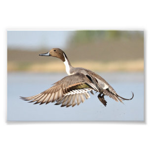 Impression Photo Décollage de canard de canard pilet de Drake en