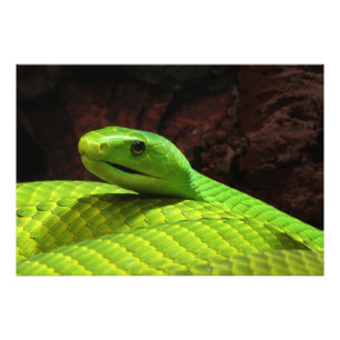 Impression Photo Dendroaspis oriental Angusticeps de Mamba vert