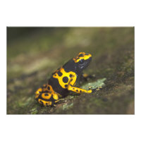 Dendrobate à bandes jaunes Dendrobates