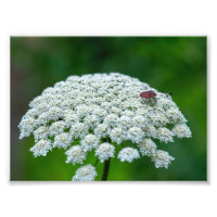 Dentelle blanche de la Reine Anne Fleur de carotte