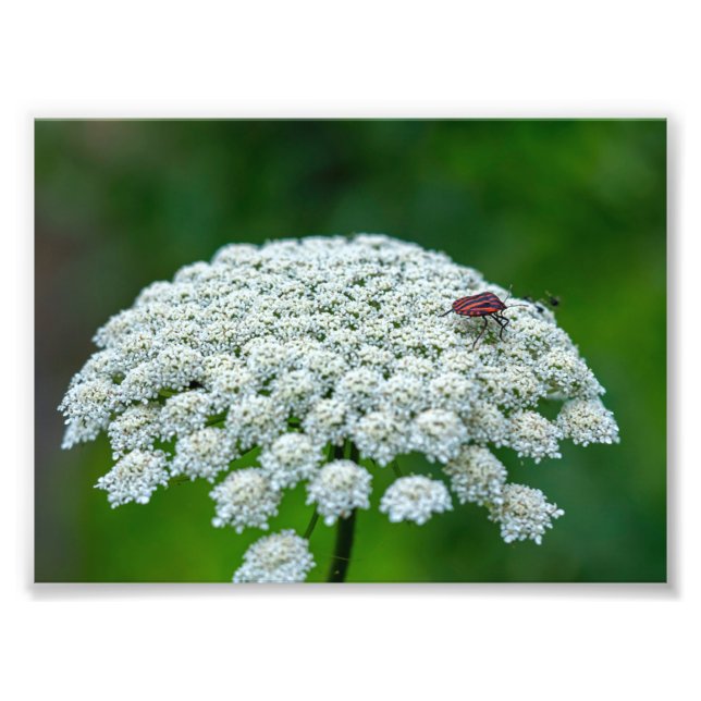Impression Photo Dentelle blanche de la Reine Anne Fleur de carotte (Devant)