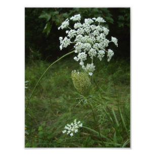Impression Photo dentelle de reine Anne