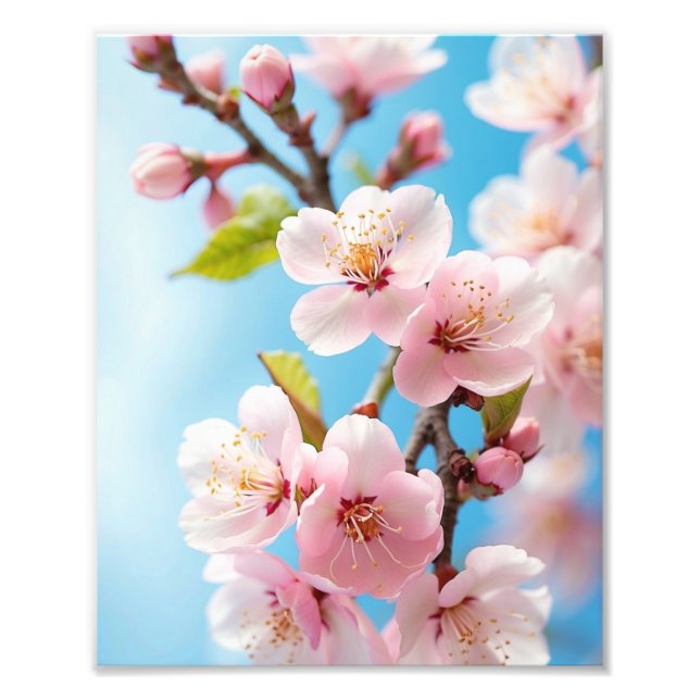 Impression Photo Des fleurs de cerisiers contre un ciel de printemp (Devant)