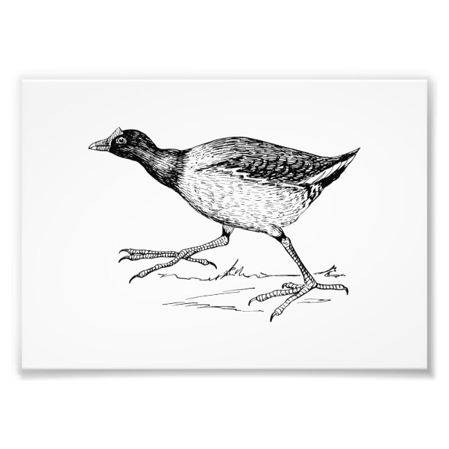 Impression Photo Dessin d'oiseaux de Gallinule (Devant)