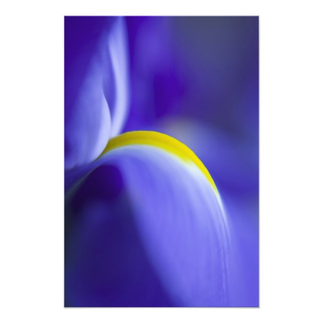 Impression Photo Détail d'une iris Pavillon Bleu. (Devant)