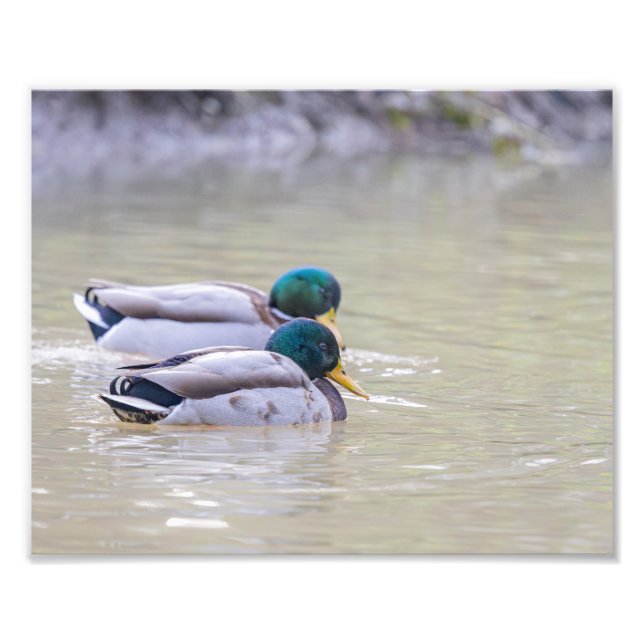 Impression Photo Deux canards colvert (Devant)