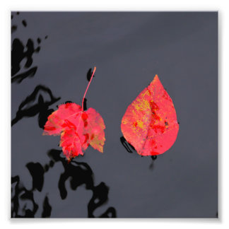 Impression Photo Deux feuilles ne allant nulle part