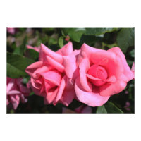 deux fleurs roses roses chaudes.