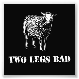 Impression Photo Deux moutons du mauvais de jambes