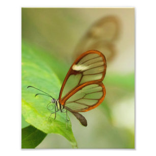Impression Photo Deux papillons ailés en verre