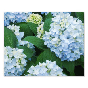 Impression photo d'hortensias
