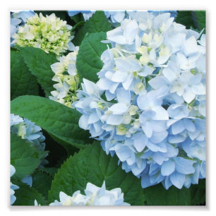 Impression photo d'hortensias
