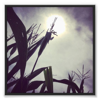 Impression Photo Dieu Sun-Corn