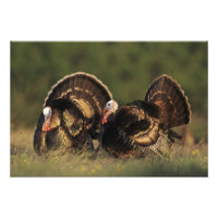 Dindon sauvage, Meleagris gallopavo,mâles