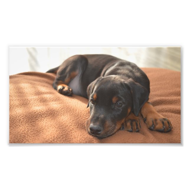 Impression Photo doberman-pinscher-chiot (Devant)