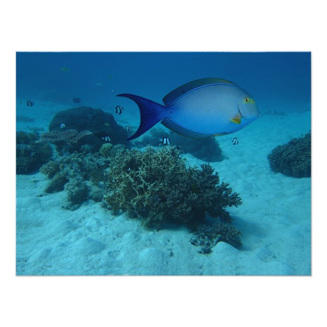 Impression Photo Doctorat (Devant)