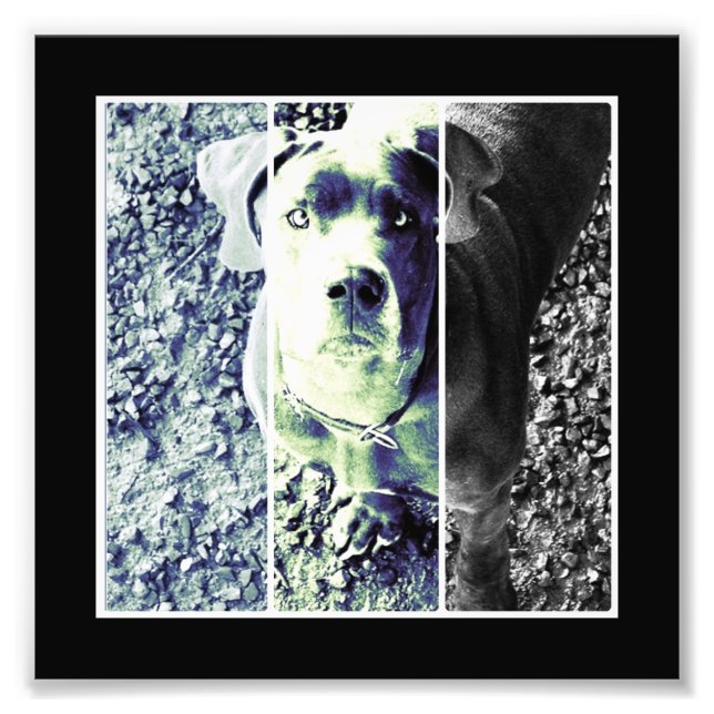 Impression Photo Doggennase (Devant)