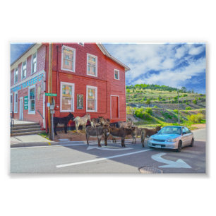 Impression Photo Donkey Welcome Committee, Cripple Creek Colorado
