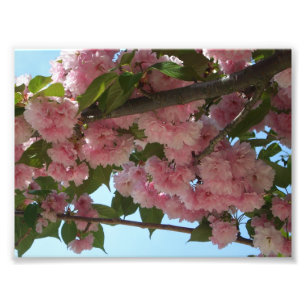 Impression Photo Double Blossoming Cherry