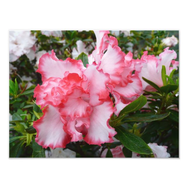 Impression Photo Double rouge et blanc Azaleas printemps floral (Devant)