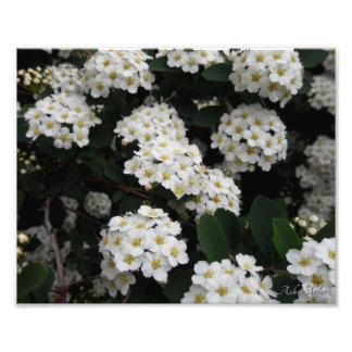 Impression Photo Double Spiraea