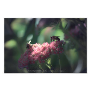 Impression Photo Douceur