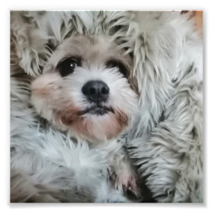 Impression Photo Doux chien