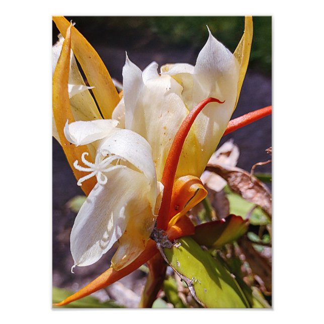 IMPRESSION PHOTO DRAGON POLYNISIEN CACTUS BLOC DE NUIT (Devant)