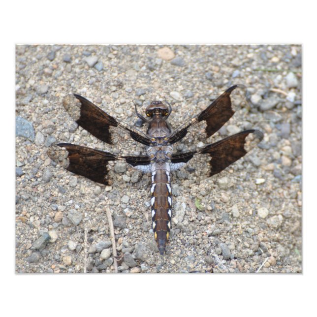 Impression Photo Dragonfly 16X20 - Une queue blanche commune (Devant)