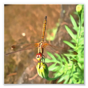 Impression Photo Dragonfly Artistique Reposant Sur Une Tête De Fleu