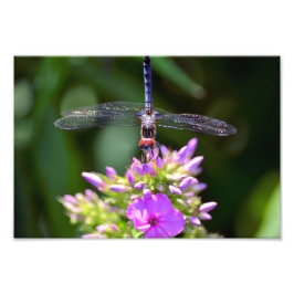 Impression Photo Dragonfly et Davids Lavender Phlox