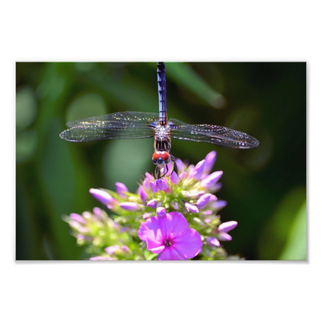 Impression Photo Dragonfly et Davids Lavender Phlox (Devant)