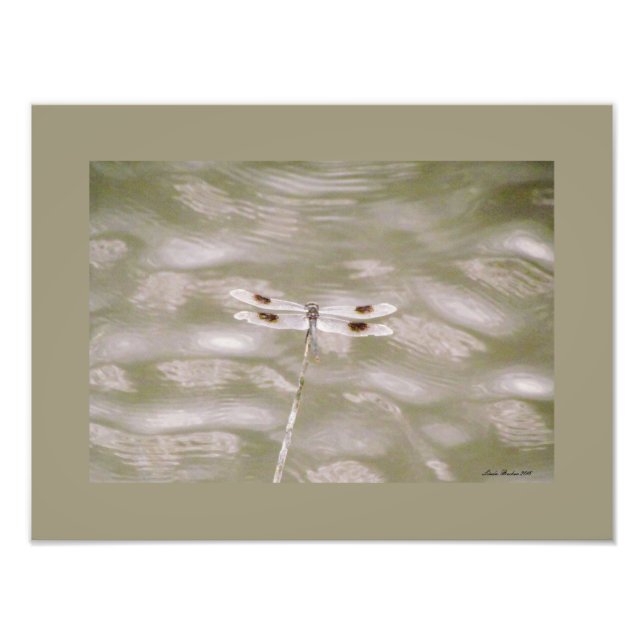 Impression Photo Dragonfly par Linda Becker (Devant)
