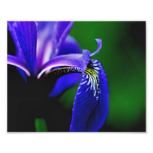 Impression Photo Drapeau bleu Iris Fleur Pétale 8x10 Gros plan