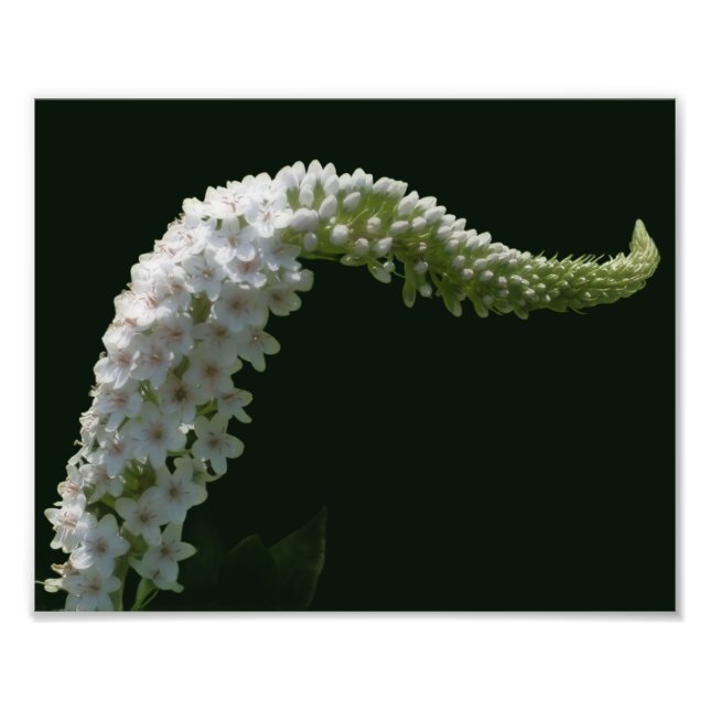 Impression Photo Dreamy Curling Fleur sauvage blanc 8x10 (Devant)