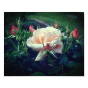 Impression Photo Dreamy Peach Rose Et Buds 8x10