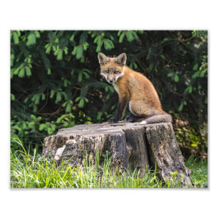 Impression photo du kit Red Fox