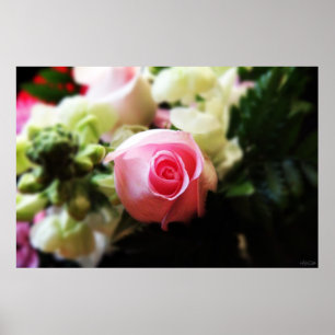 impression photo d'une rose rose unique