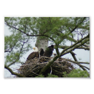 Impression Photo Eagel chauve dans l'épreuve photographique x5 du