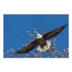 Impression Photo Eagle chauve