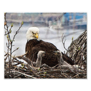 Impression Photo Eagle chauve adulte avec des aiglons