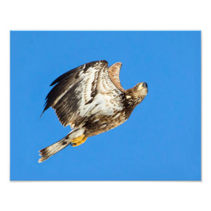 Impression Photo Eagle chauve juvénile et se lèvent