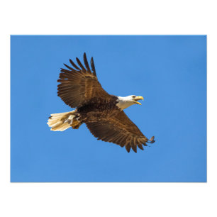 Impression Photo Eagle chauve volant avec des poissons