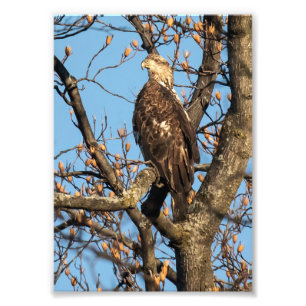 Impression Photo Eagle Youngster