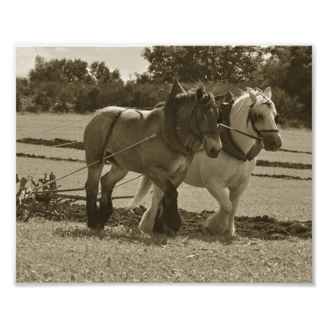 Impression Photo Ébauche de l'équipe de cheval en harnais (Devant)