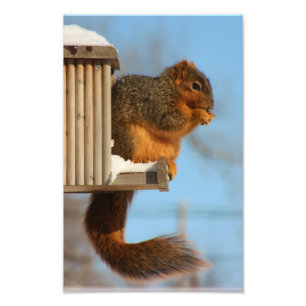 Impression Photo Écureuil à la source