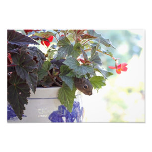 Impression Photo Écureuil en pot de fleurs