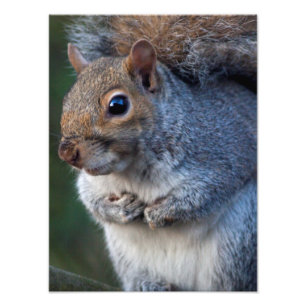 Impression Photo Écureuil gris Imprimer