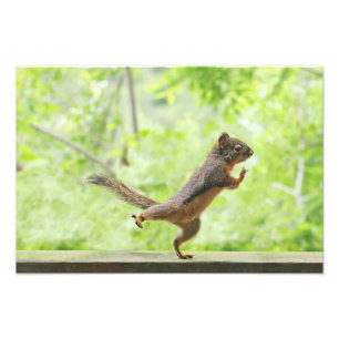 Impression Photo Écureuil mignon Qui Fait Tai Chi