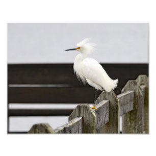 Impression Photo Egret neigeux